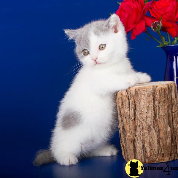 a munchkin cat sitting on a vase