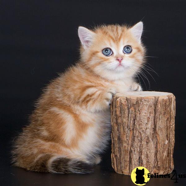 a munchkin cat sitting on a wood post