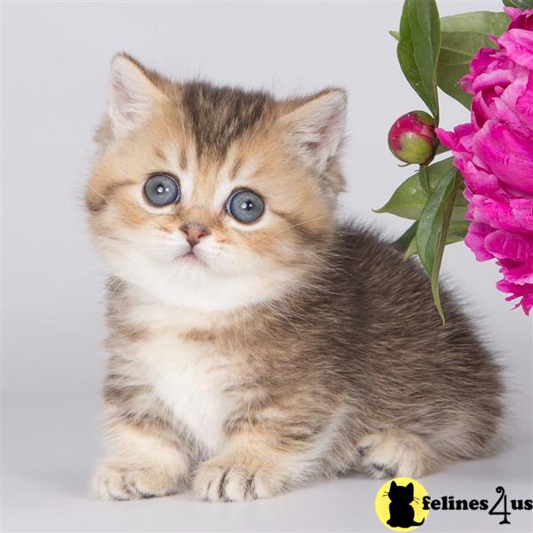 a munchkin kitten with a flower