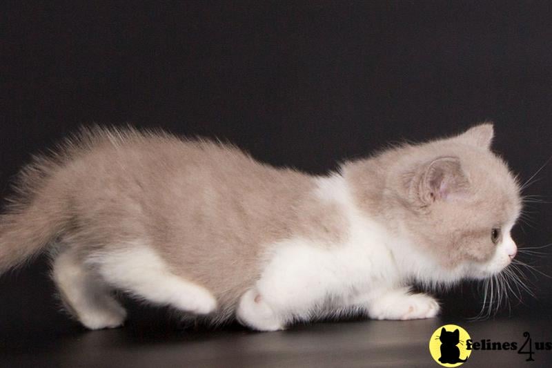 a white munchkin cat lying down