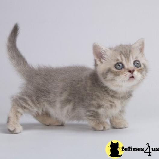 a munchkin cat with a yellow circle around its neck