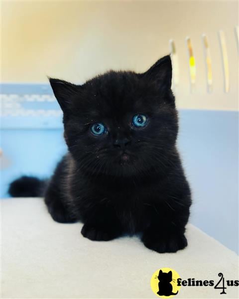 a black munchkin cat with blue eyes