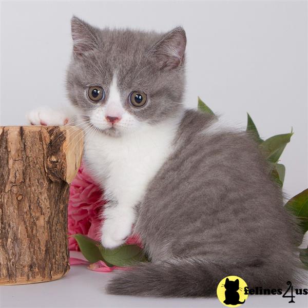 a munchkin cat with a flower in its mouth