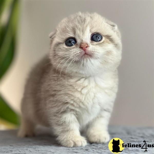 a munchkin cat with a sad expression