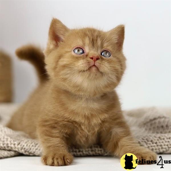 a british shorthair cat sitting on a blanket