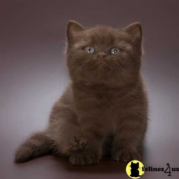 a british shorthair cat sitting looking at the camera