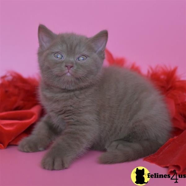 a british shorthair cat lying on a blanket