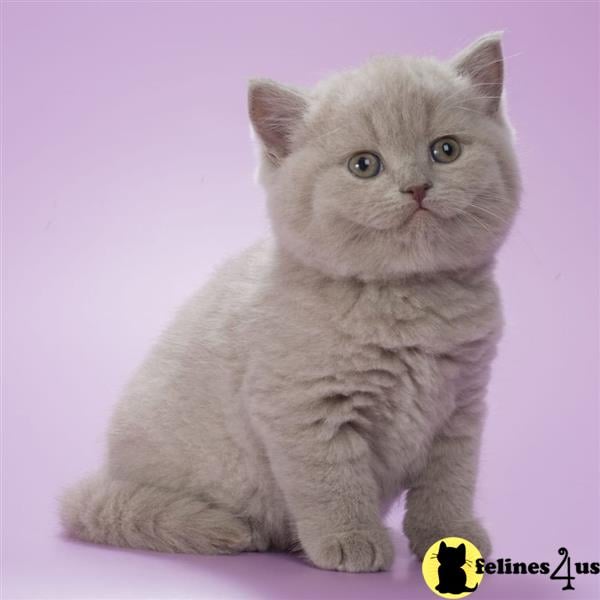 a british shorthair cat sitting looking at the camera