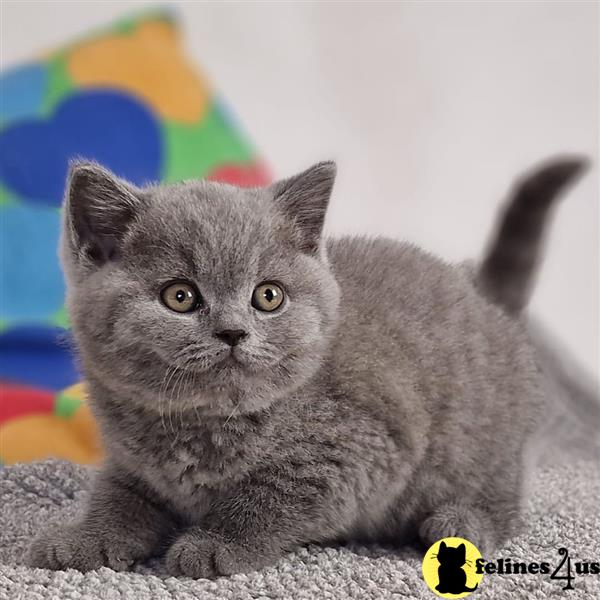 a british shorthair cat lying on the ground