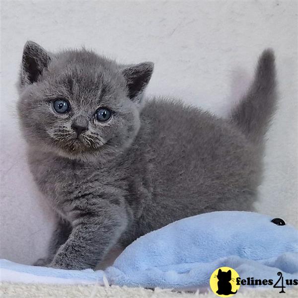 a british shorthair kitten sitting on a snow covered ground