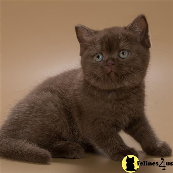 a british shorthair cat with blue eyes