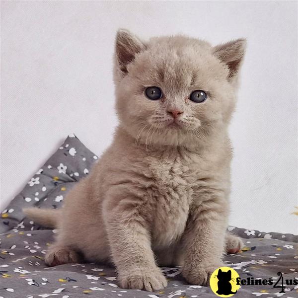 a british shorthair kitten sitting on a carpet