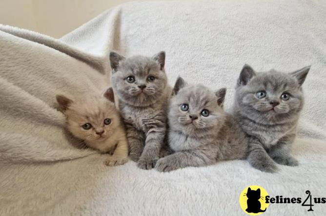 a group of british shorthair british shorthair kittens