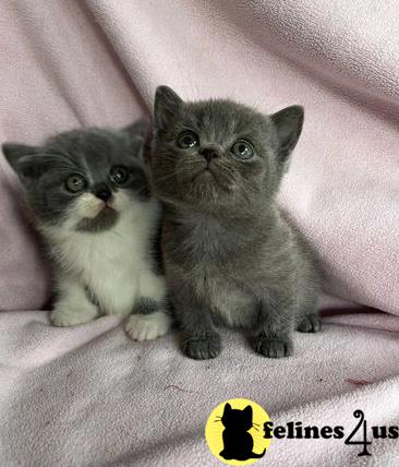 two british shorthair cats sitting on a bed