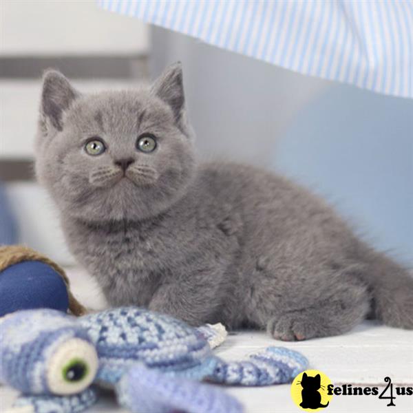 a grey british shorthair cat lying on a bed