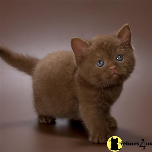 a british shorthair kitten with blue eyes