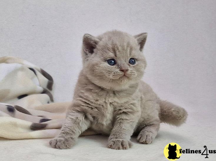 a british shorthair kitten sitting on a white surface