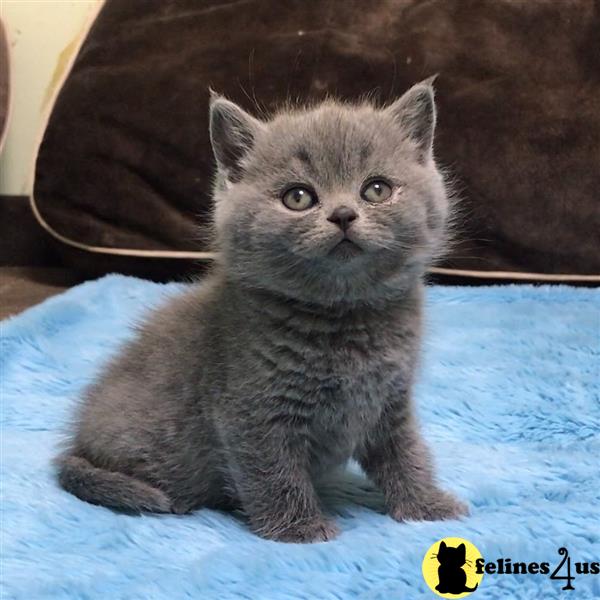 a british shorthair cat sitting on a blanket