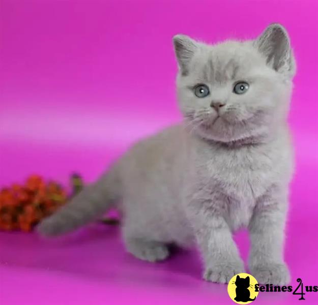 a british shorthair cat with a flower