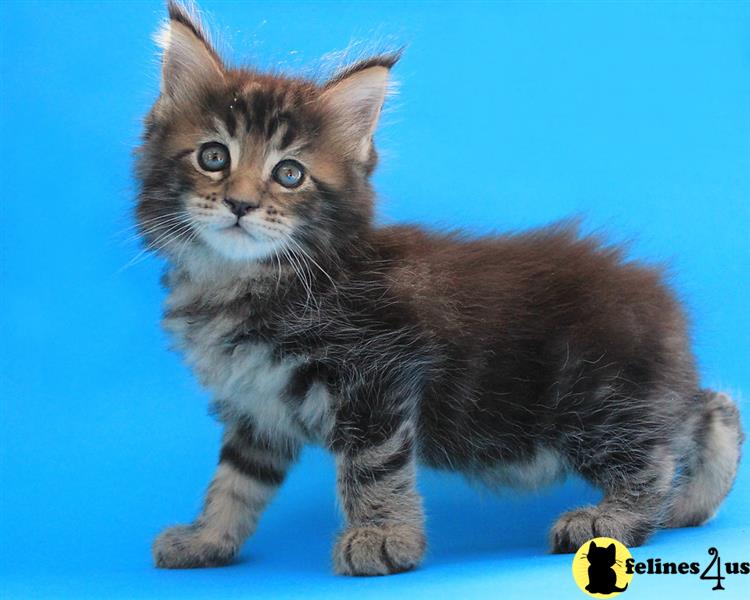 a maine coon kitten with a blue background