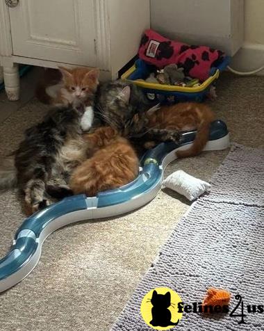 a group of maine coon cats lying on a rug