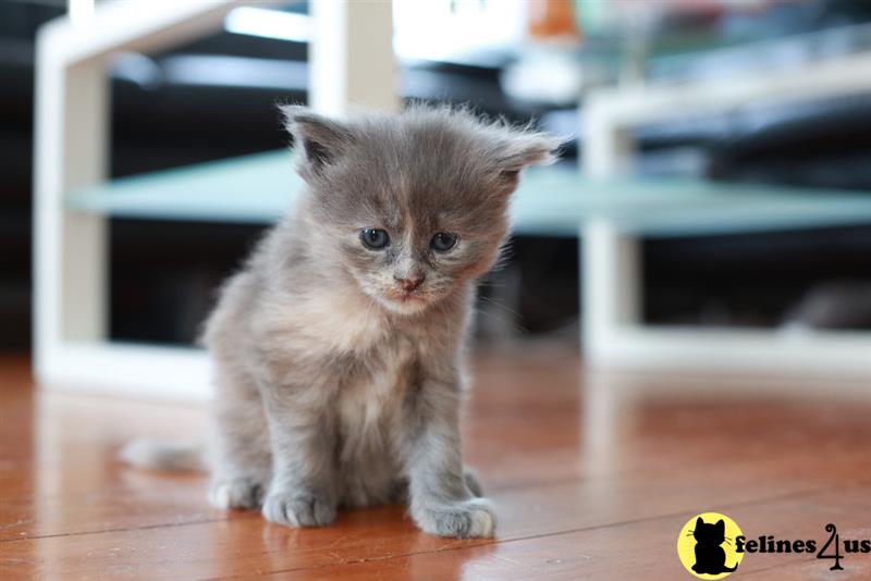 a maine coon kitten sitting on a wood floor