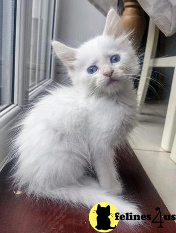 a maine coon cat sitting on a chair