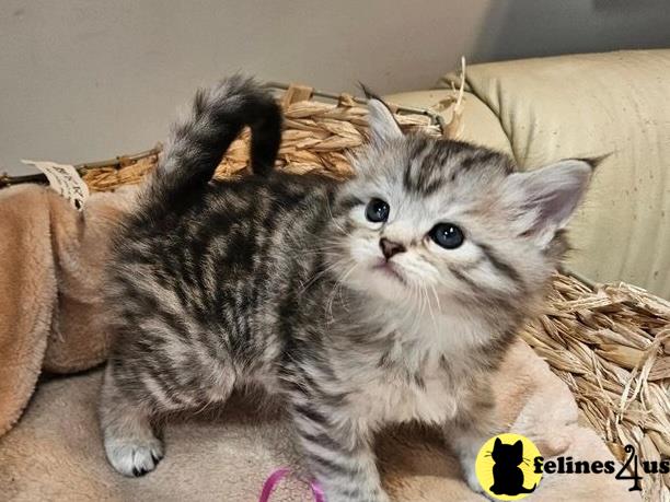 a maine coon cat sitting on a couch