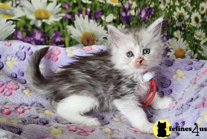 a maine coon cat lying on a flower bed