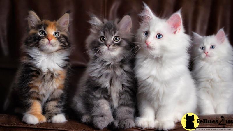 a group of maine coon maine coon kittens