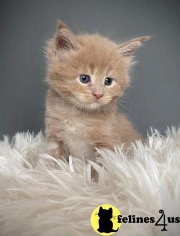 a maine coon cat sitting on a blanket