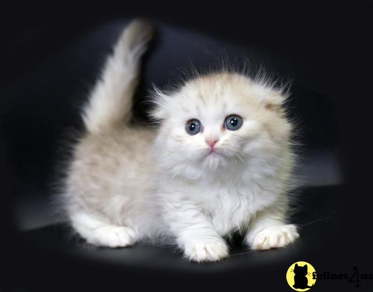 a munchkin kitten with blue eyes