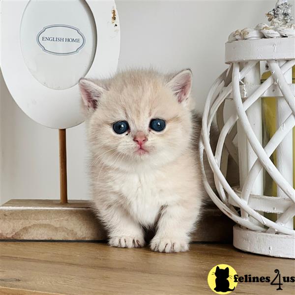 a munchkin cat sitting on a wood floor