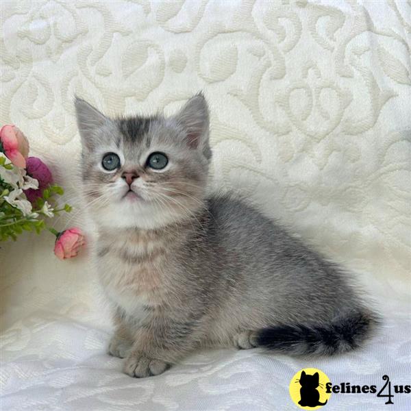 a munchkin cat sitting on a bed