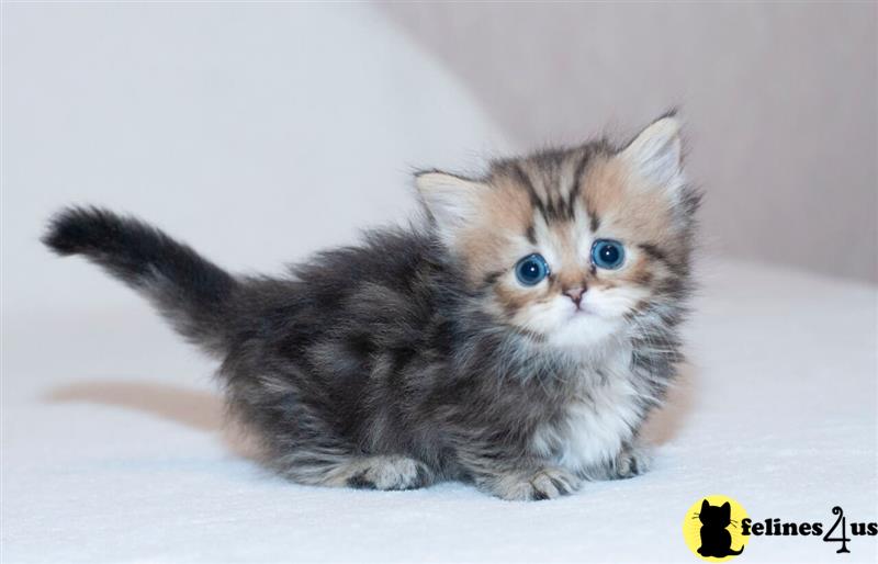 a munchkin kitten with blue eyes