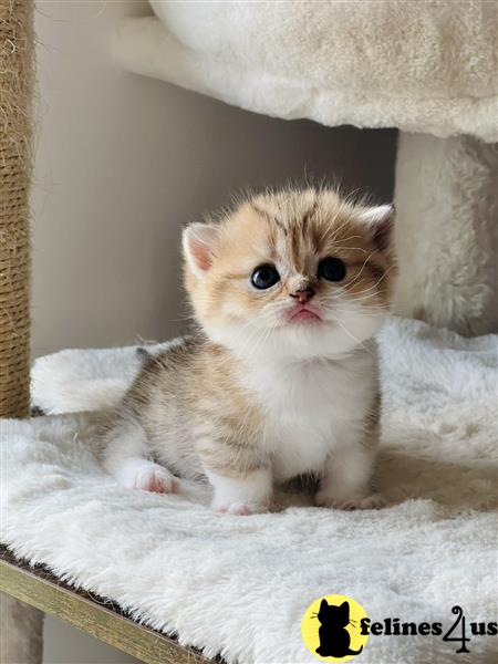 a munchkin kitten sitting on a blanket