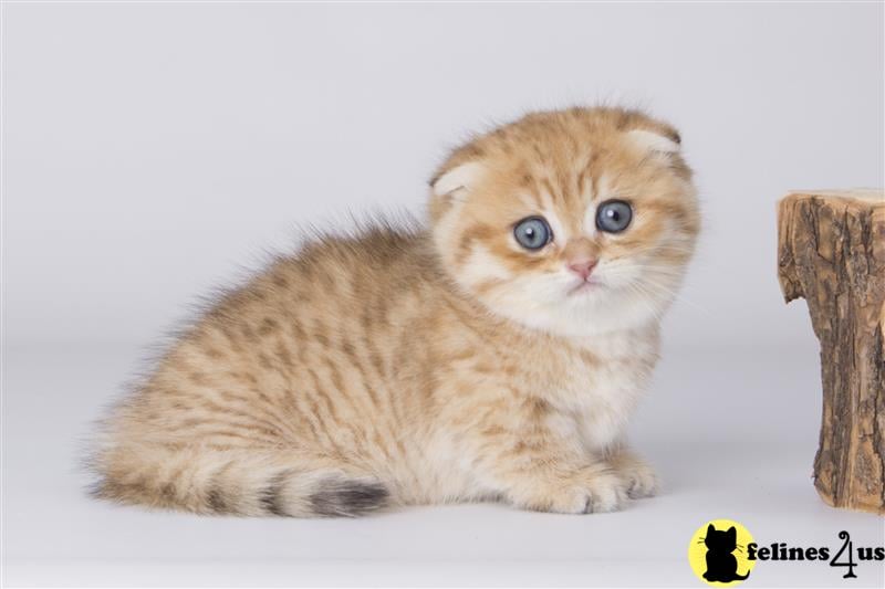 a munchkin cat sitting on a white surface