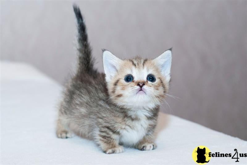 a munchkin kitten with blue eyes