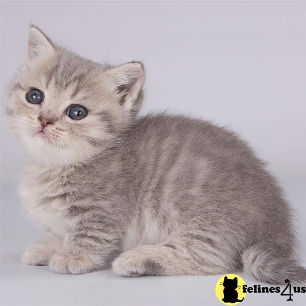 a munchkin kitten with a yellow tag