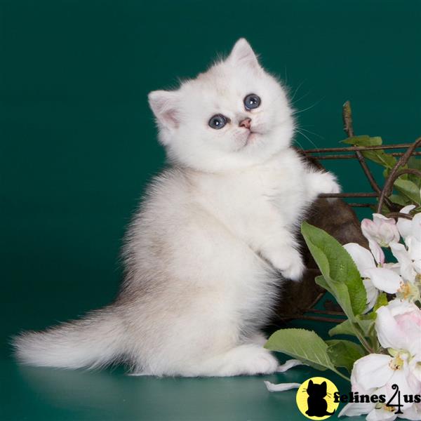 a white munchkin cat sitting on a branch