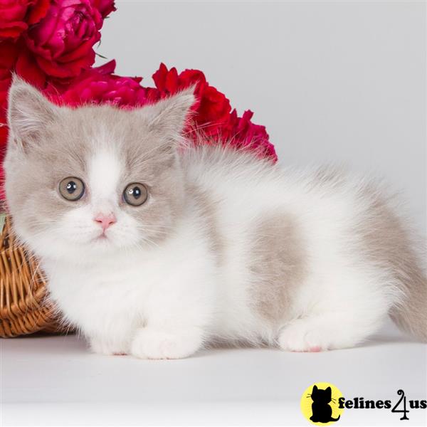 a munchkin cat sitting on a bed