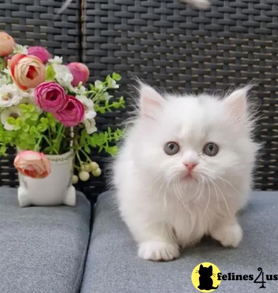 a munchkin cat sitting next to a pot of flowers