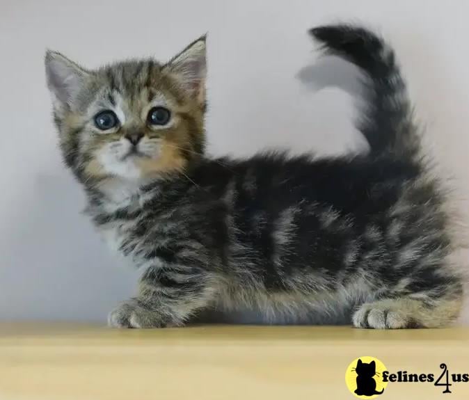 a munchkin cat with a black background