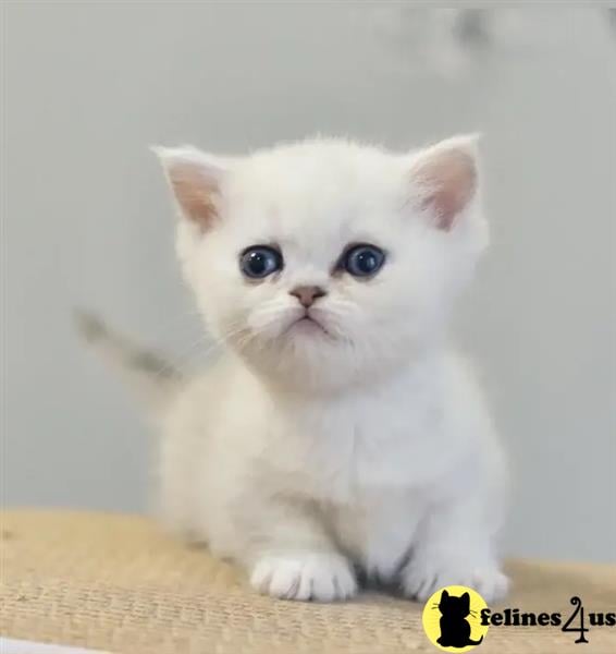 a munchkin kitten with blue eyes