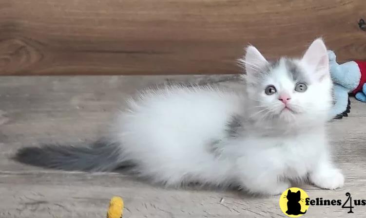 a white munchkin cat lying on the ground