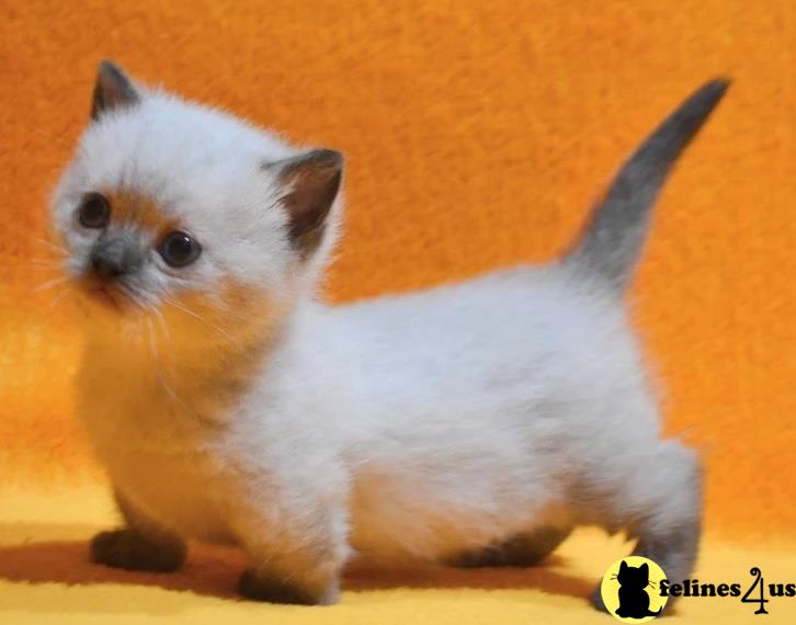 a small munchkin kitten with a yellow background