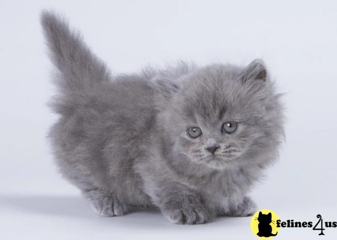 a munchkin cat with a butterfly on its tail