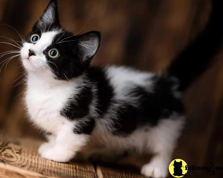 a black and white munchkin cat