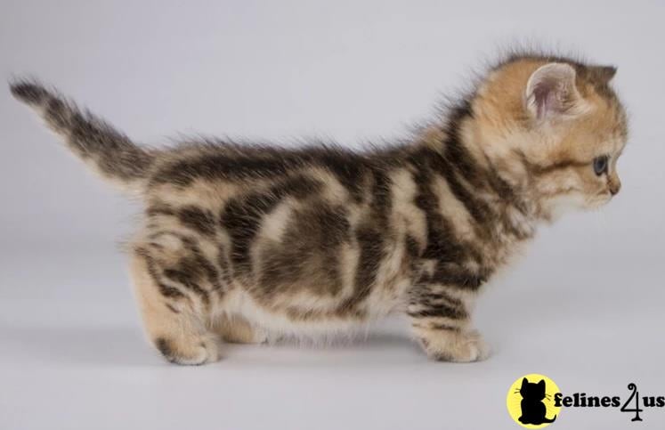 a munchkin kitten standing on a white surface