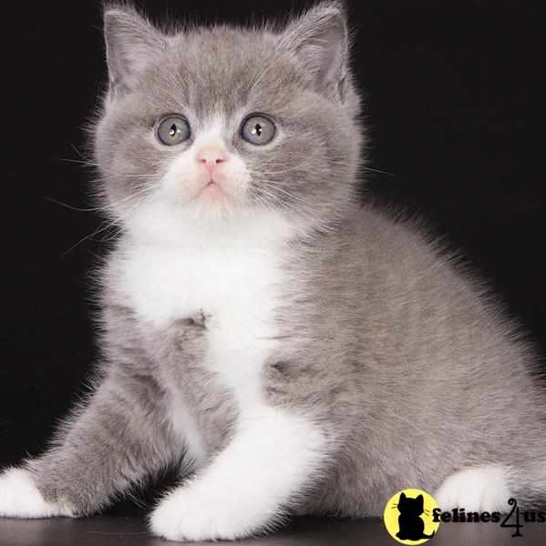 a british shorthair cat with a sad expression